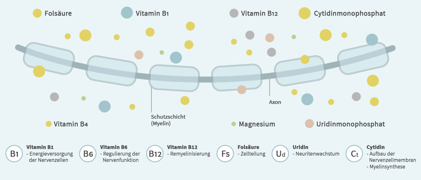 Infografik: Orthoneuroprotect